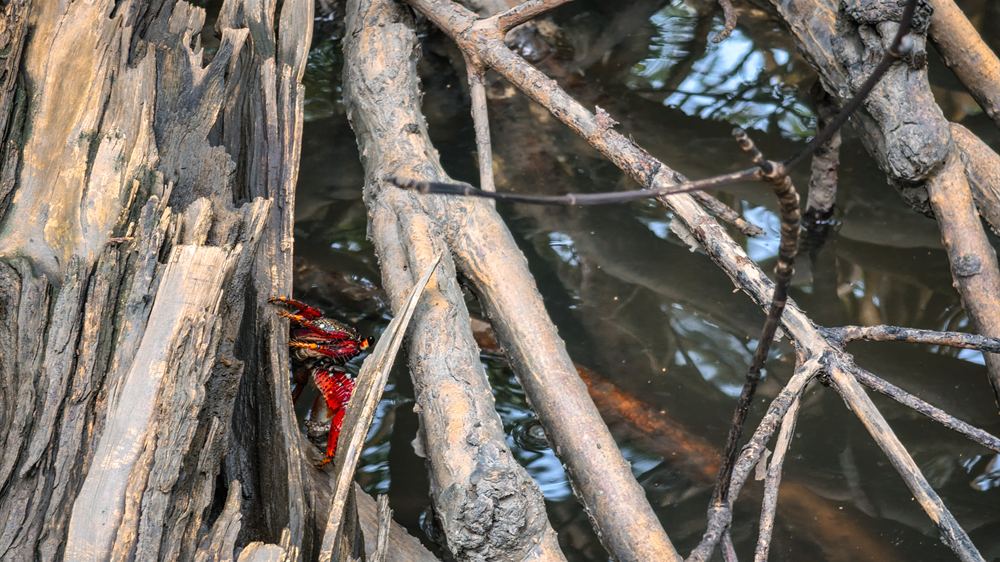 Caranguejo vermelho entre as raízes do mangue