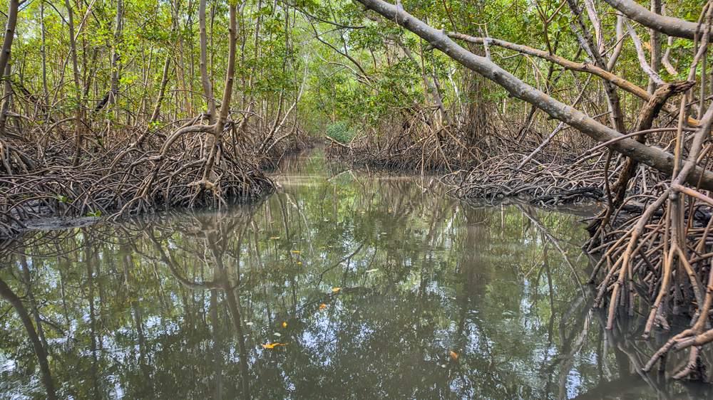 Túnel de raízes do mangue refletido na água parada